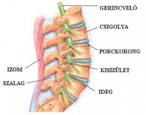 éles fájdalom a gerinc alsó részén clavicularis osteoarthritis
